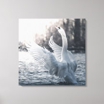 Weißschwan-Naturfotografie