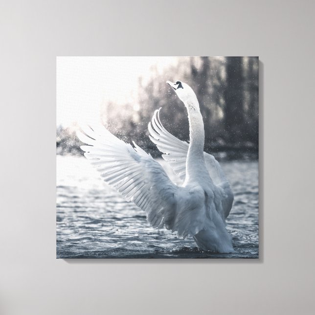 Weißschwan-Naturfotografie Leinwanddruck (Vorderseite)