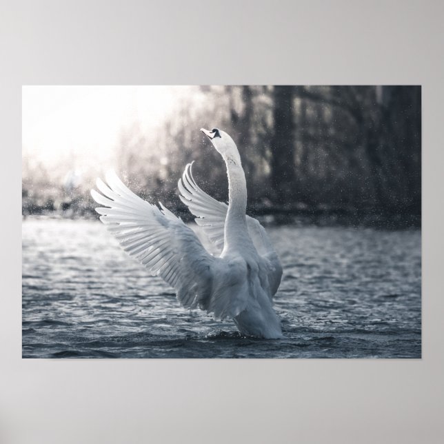 Weißschwan-Naturfotografie Poster (Vorne)