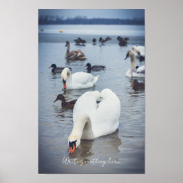 Weißschwan Poster