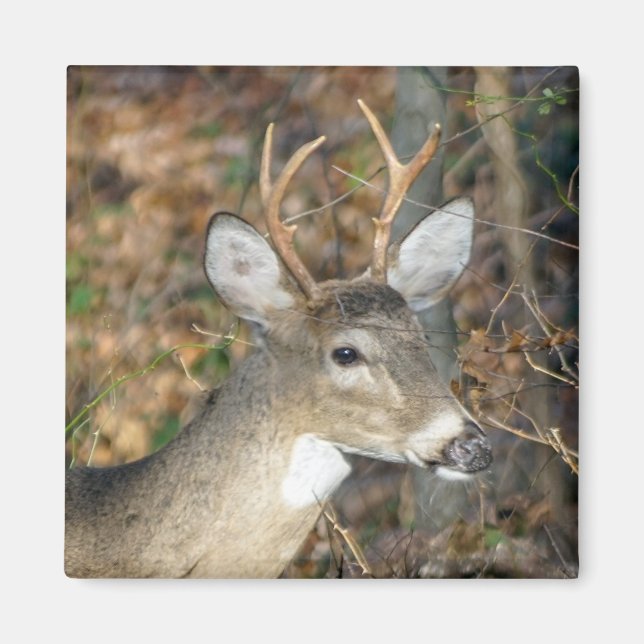 Weißschwanz-Hirsch-Buck-Magnet Magnet (Vorne)
