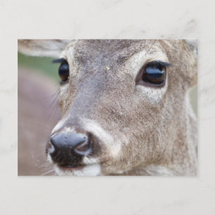 Weißschwanz-Hirsch trinkt Wasser Postkarte