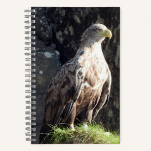 Weißschwanzadler Küstenfelsen Wildnis Notizbuch