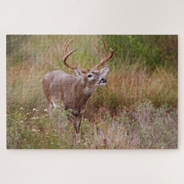 Weißschwanzherbst in Texas (Horizontal)