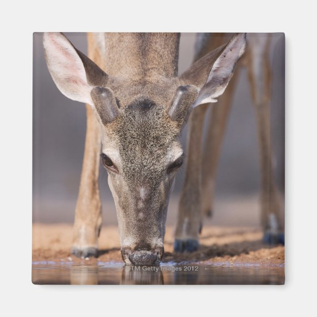 Weißschwanzhirsche am Waterhole Magnet (Vorne)