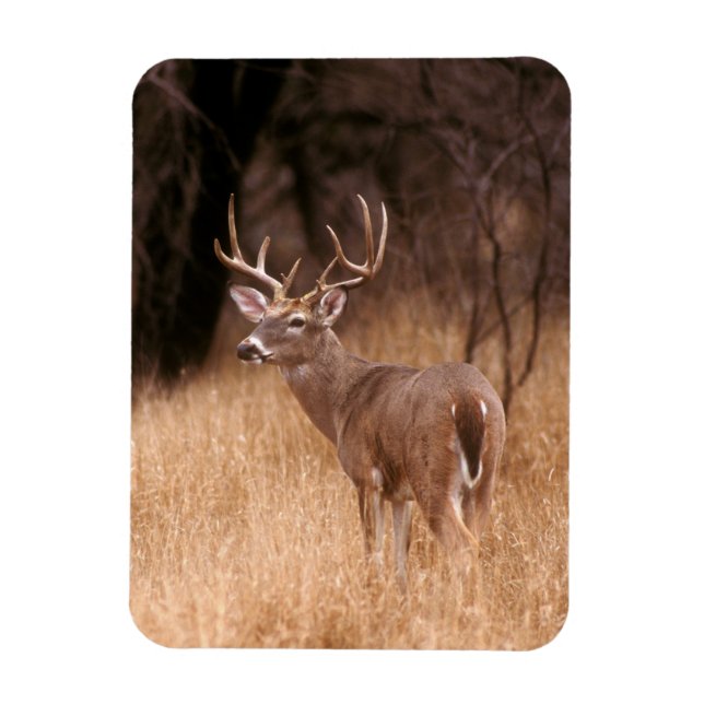 Weißschwanzhirsche | Choke Canyon Staat Park, TX Magnet (Vertikal)