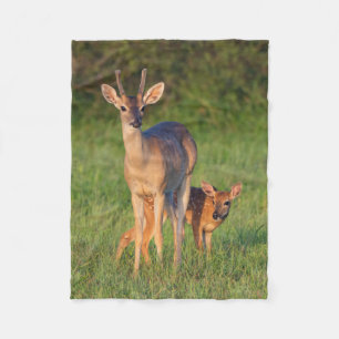 Weißschwanzhirsche   Grassy Habitat Fleecedecke