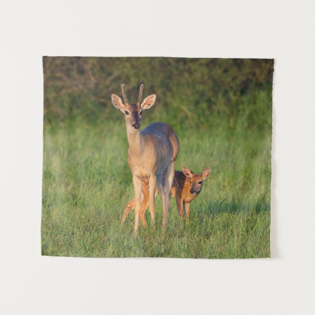 Weißschwanzhirsche | Grassy Habitat Wandteppich (Vorderseite (Horizontal))