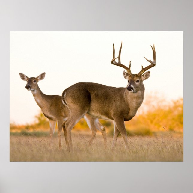 Weißschwanzhirsche | Herbst in Texas Poster (Vorne)