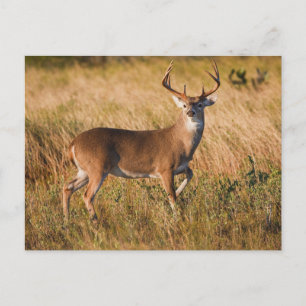 Weißschwanzhirsche   Herbst in TX Postkarte