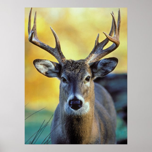 Weißschwanzhirsche | Herbst Poster (Vorne)