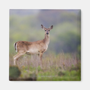 Weißschwanzhirsche Magnet