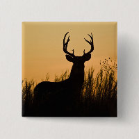 Weißschwanzhirsche (Odocoileus virginianus)
