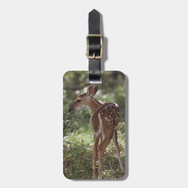 Weißschwanzhirsche, Odocoileus virginianus Gepäckanhänger (Vorderseite vertikal)