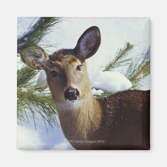 Weißschwanzhirsche (Odocoileus virginianus), Magnet (Vorne)