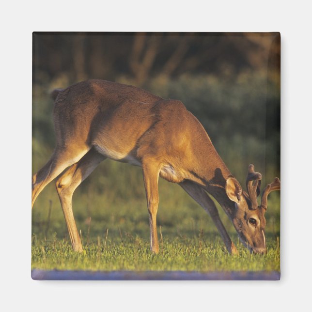 Weißschwanzhirsche, Odocoileus virginianus Magnet (Vorne)