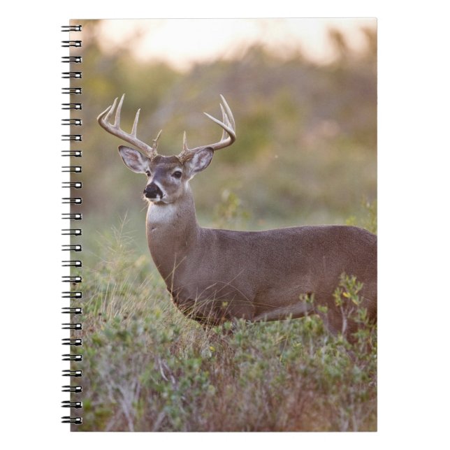 Weißschwanzhirsche (Odocoileus virginianus) männli Notizblock (Vorderseite)