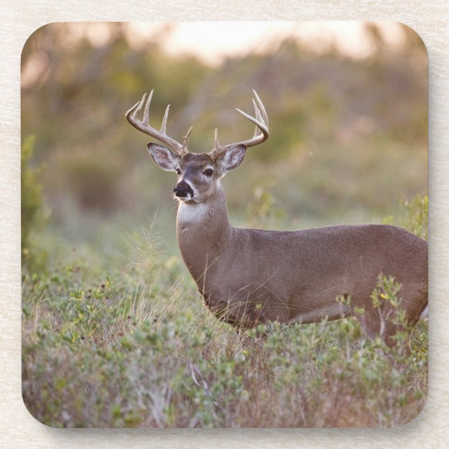 Weißschwanzhirsche (Odocoileus virginianus) männli Untersetzer (Vorderseite)