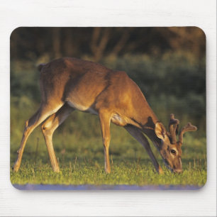 Weißschwanzhirsche, Odocoileus virginianus Mousepad