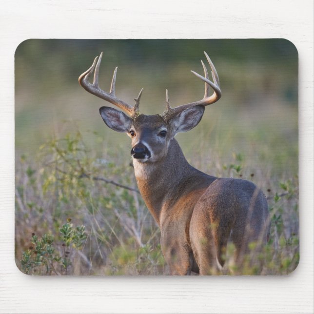 Weißschwanzhirsche Odocoileus virginianus Mousepad (Vorne)