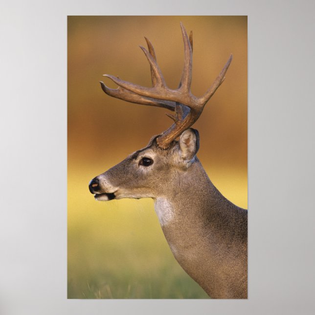 Weißschwanzhirsche, Odocoileus virginianus, Poster (Vorne)
