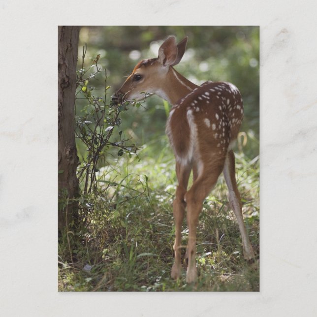 Weißschwanzhirsche, Odocoileus virginianus Postkarte (Vorderseite)