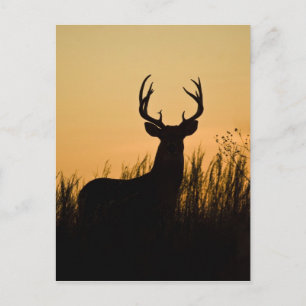 Weißschwanzhirsche (Odocoileus virginianus) Postkarte