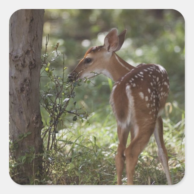 Weißschwanzhirsche, Odocoileus virginianus Quadratischer Aufkleber (Vorderseite)