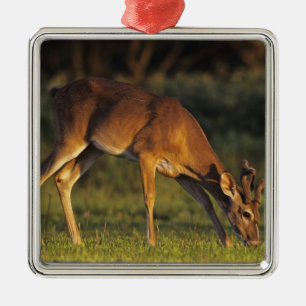 Weißschwanzhirsche, Odocoileus virginianus Silbernes Ornament
