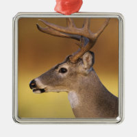 Weißschwanzhirsche, Odocoileus virginianus,