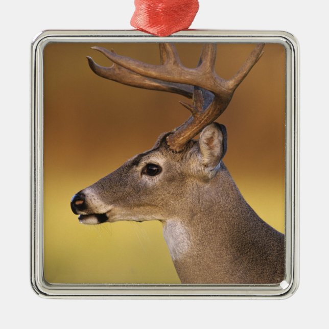 Weißschwanzhirsche, Odocoileus virginianus, Silbernes Ornament (Vorne)