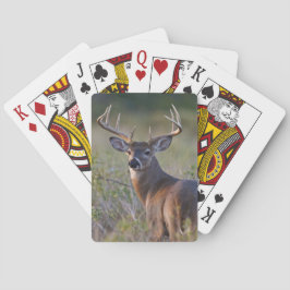 Weißschwanzhirsche Odocoileus virginianus Spielkarten