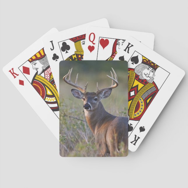 Weißschwanzhirsche Odocoileus virginianus Spielkarten (Rückseite)