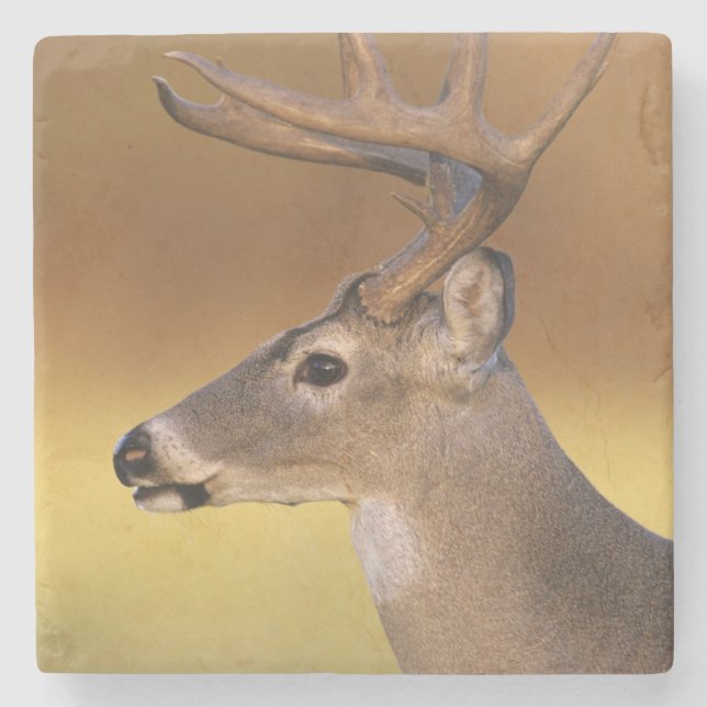 Weißschwanzhirsche, Odocoileus virginianus, Steinuntersetzer (Vorderseite)