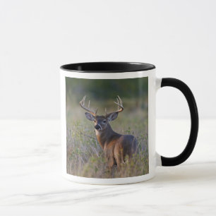 Weißschwanzhirsche Odocoileus virginianus Tasse