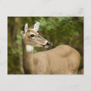 Weißschwanzhirsche Postkarte