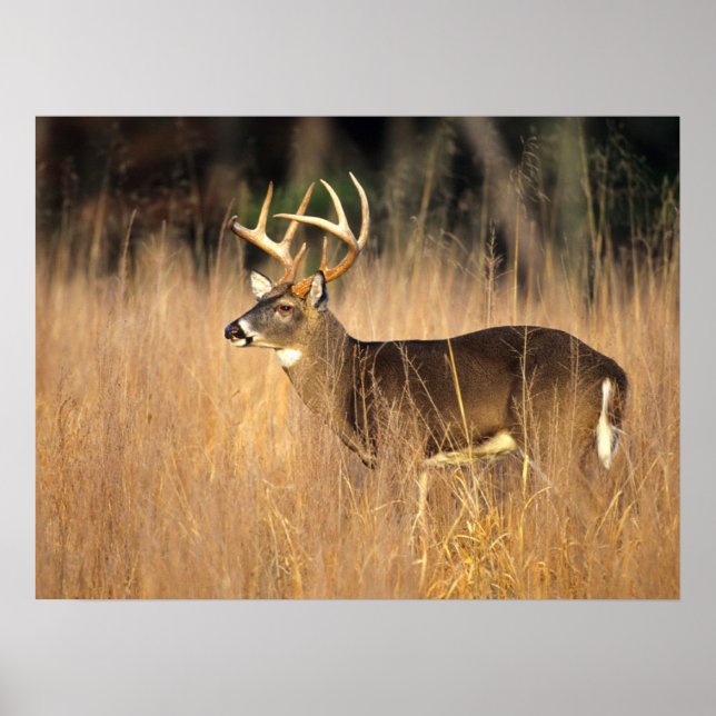 Weißschwanzhirsche | Smoky Mountains Tennessee Poster (Vorne)