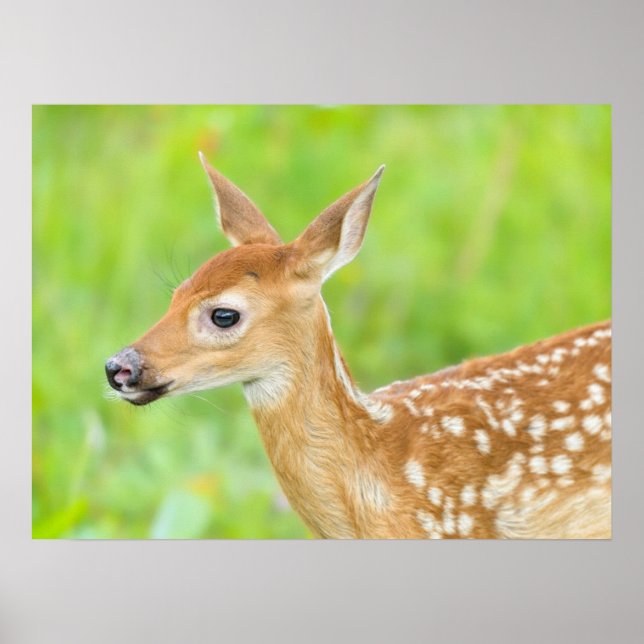 Weißschwanztier | Minnesota Poster (Vorne)