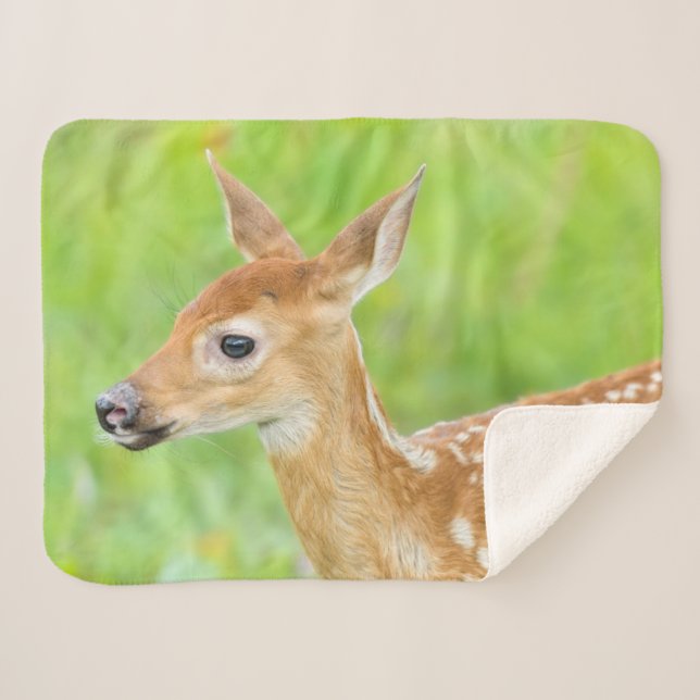 Weißschwanztier | Minnesota Sherpadecke (Vorderseite (Horizontal))