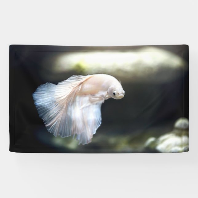 Weißsiamischer Kampffisch Banner (Horizontal)