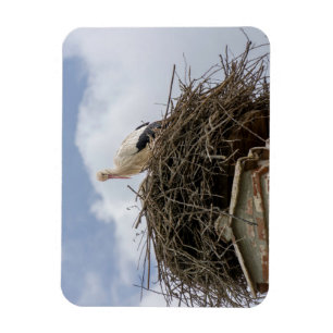 Weißstorch im Nest Magnet