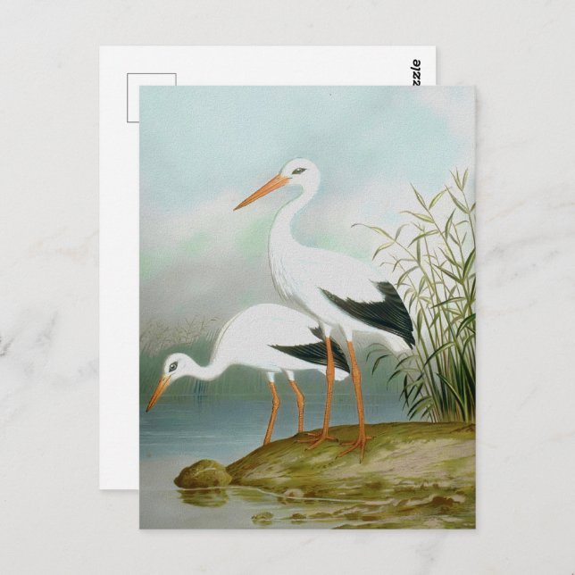 Weißstorch, Vogelbilder Postkarte (Vorne/Hinten)