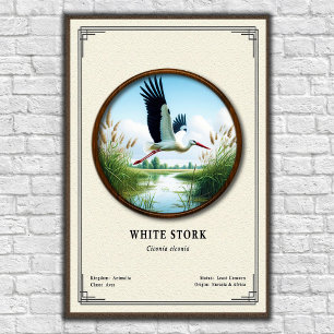 Weißstorch-Zoologie-Serie Poster