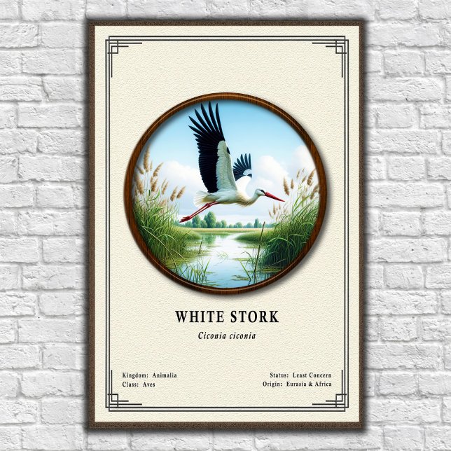 Weißstorch-Zoologie-Serie Poster (Von Creator hochgeladen)