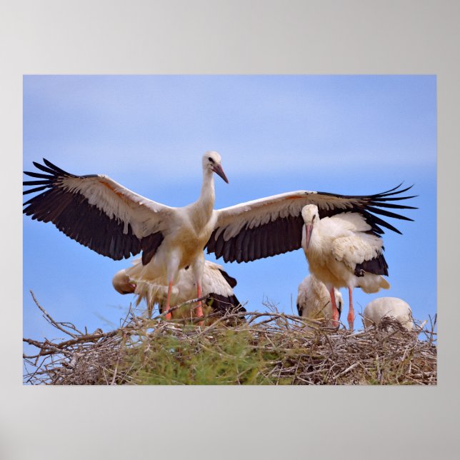 Weißstorchen auf ihrem Nest Poster (Vorne)
