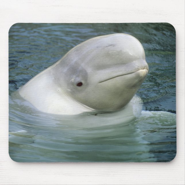 Weißwal, Delphinapterus leucas) Mousepad (Vorne)