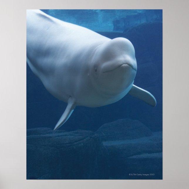 Weißwal (Delphinapterus leucas) Poster (Vorne)