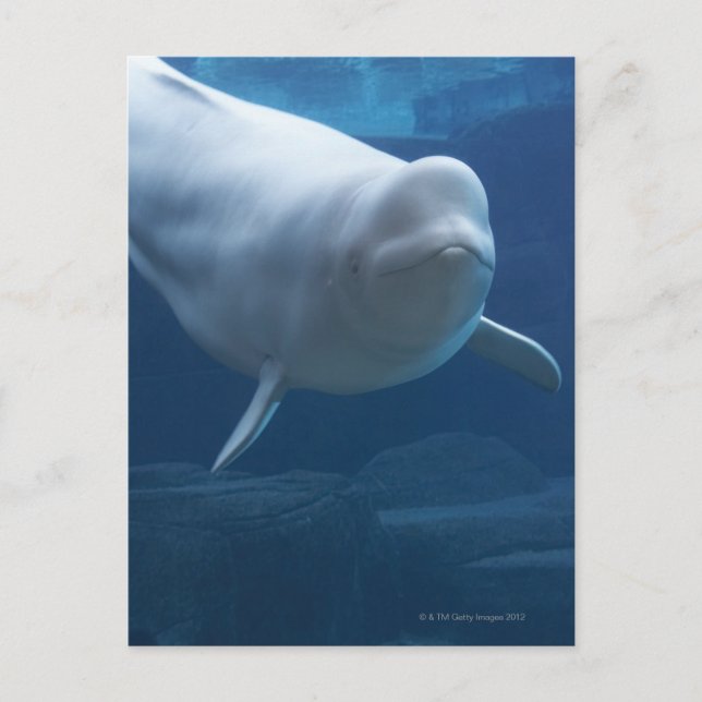 Weißwal (Delphinapterus leucas) Postkarte (Vorderseite)