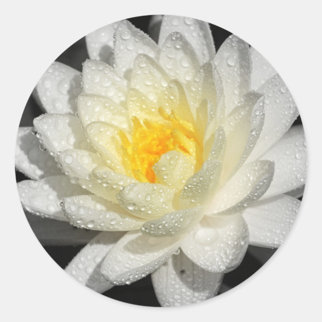 Weißwasserlily-Fotografie Runder Aufkleber (Vorderseite)