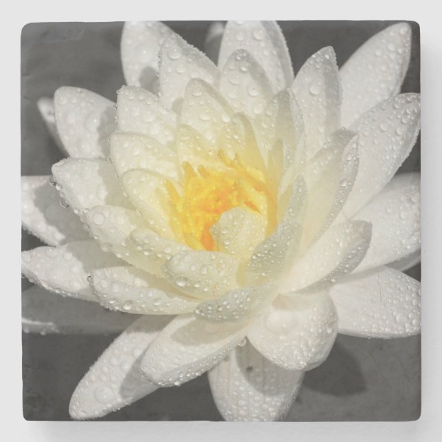 Weißwasserlily-Fotografie Steinuntersetzer (Vorderseite)